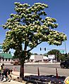2014-06-12 10 43 09 Catalpa speciosa in flower along Nevada State Route 289 (Winnemucca Boulevard) near U.S. Route 95 (West Winnemucca Boulevard and Melarkey Street) in Winnemucca, Nevada-cropped