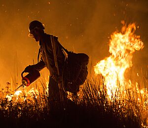 2016's Pioneer Fire, in the Boise National Forest (42399007595) (cropped)