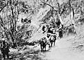 A mule column of the 2nd Punjabi Regiment carries supplies to the front line, Burma, 1944. IND3423