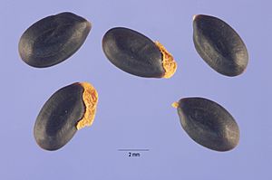 Acacia dealbata seeds