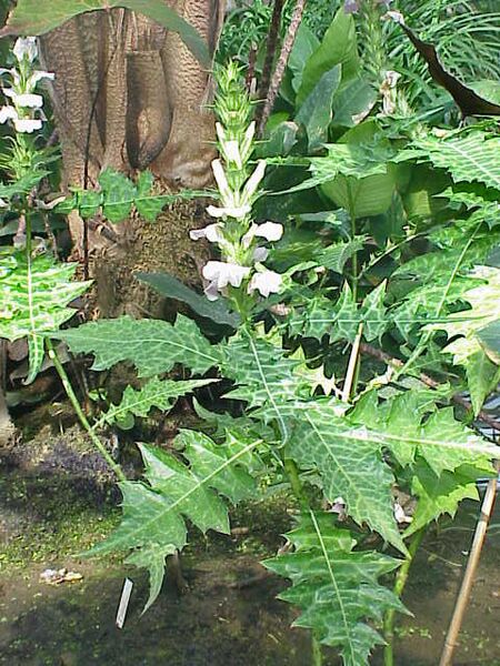 Acanthus montanus3