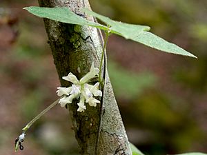 Amphicarpaea bracteata Arkansas.jpg