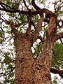 Angophora floribunda - upper branch bark