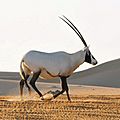 Arabian oryx, Abu Dhabi, WesternRegion
