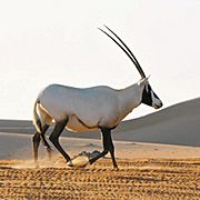 Arabian oryx, Abu Dhabi, WesternRegion