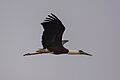 Asian Woolly-necked stork (लोभीपापी गरुड) 02