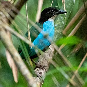 Azure-breasted Pitta.jpg