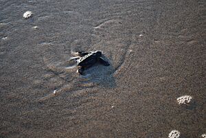 BabyLoggerheadTlalcoyunque3