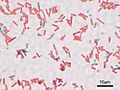 Bacillus subtilis Spore