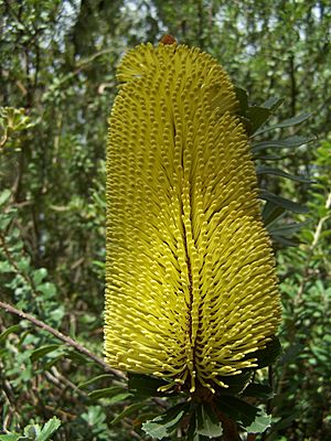 Banksia praemorsa 01 gnangarra