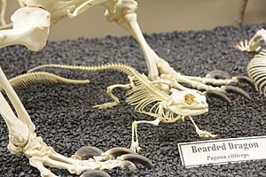Bearded Dragon Skeleton