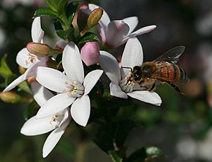 Bee on Sydney wildflower.jpg
