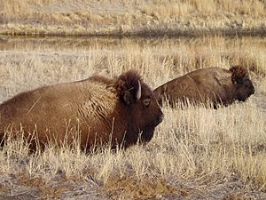 Bison at Niobrara Valley Preserve