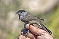 Blackcap (Sylvia atricapilla) male ringed Malta