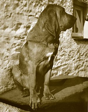 BloodhoundMo-Gorham-5A025FFF
