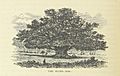 Book Illustration of The Major Oak