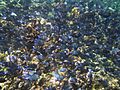 Buck Island Reef National Monument Acanthurus coeruleus
