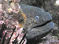 California Moray Eel, San Clemente Island, Channel Islands, California