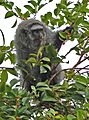 Callicebus melanochir JJK'2