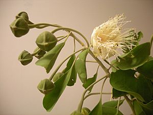 Capparris mitchellii flowers.jpg