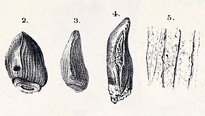 Cardiodon