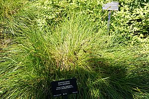 Carex tumulicola - VanDusen Botanical Garden - Vancouver, BC - DSC06771.jpg