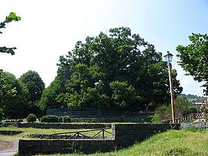 Castagno dei Cento Cavalli