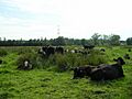 Cattle on Iffley Meadows - geograph.org.uk - 1381258