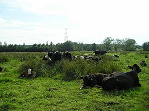 Cattle on Iffley Meadows - geograph.org.uk - 1381258.jpg