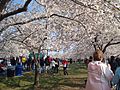 Cherry Blossom Festival Washington DC
