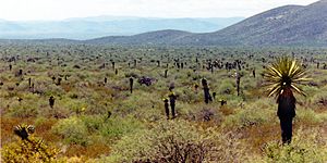 Chihuahua Desert SW of Tula, Municipality of Tula, Tamaulipas, Mexico (24 September 2003)