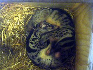 Owston's palm civet Facts for Kids