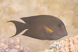Cirujano estriado (Ctenochaetus striatus), parque nacional Ras Muhammad, Egipto, 2022-03-30, DD 09.jpg