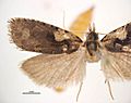 Cnephasia jactatana male