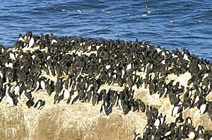 Common Murre Colony