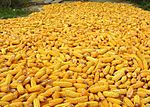 Corn, the state grain of Wisconsin