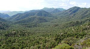 Coronado Natl Forest Nima1