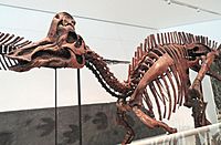 Corythosaurus casuarius, Dinosaur Provincial Park, Alberta, Canada, Late Cretaceous - Royal Ontario Museum - DSC00023.JPG
