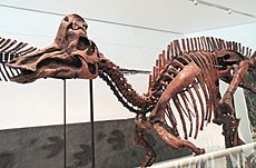 Corythosaurus casuarius, Dinosaur Provincial Park, Alberta, Canada, Late Cretaceous - Royal Ontario Museum - DSC00023