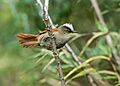 Cranioleuca marcapatae - Marcapata Spinetail (ssp. weskei)