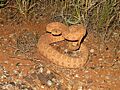 Crotalus oreganus concolor 01