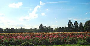 Dahlias near Canby Oregon