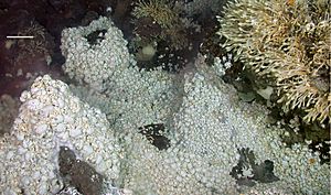 Dense mass of anomuran crab Kiwa around deep-sea hydrothermal vent