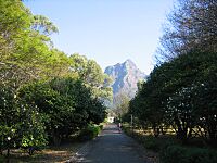 Devil's Peak seen up Japonica Walk