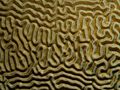 Diplora strigosa (Symmetrical Brain Coral) closeup