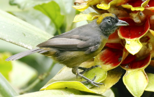 Dusky-faced Tanager