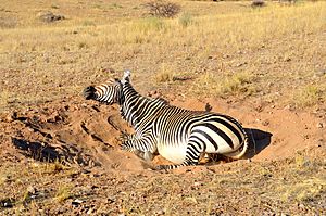 Dust bathing mountain zebra, Namibia