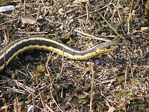 Eastern Garter Snake