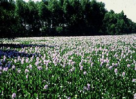 Eichhornia crassipes-water hyacinth