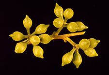 Eucalyptus angophoroides flower buds